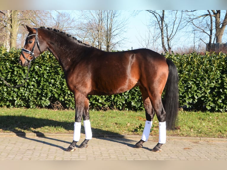 Koń hanowerski Klacz 5 lat 166 cm Ciemnogniada in Selsingen