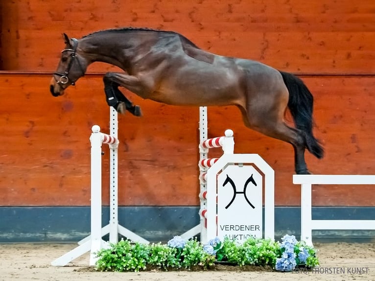 Koń hanowerski Klacz 5 lat 166 cm Gniada in Verden