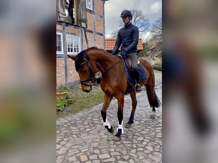 Koń hanowerski Klacz 5 lat 166 cm Jelenia in Ottersberg