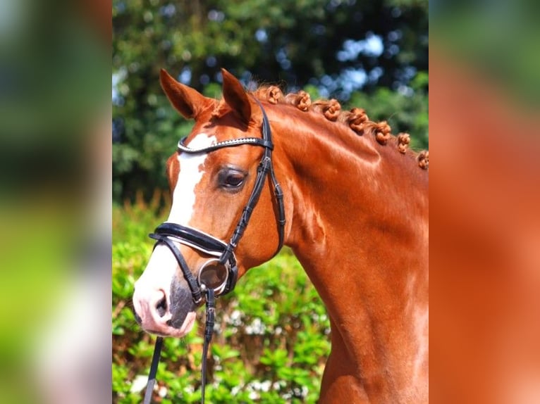 Koń hanowerski Klacz 5 lat 166 cm Kasztanowata in Selsingen