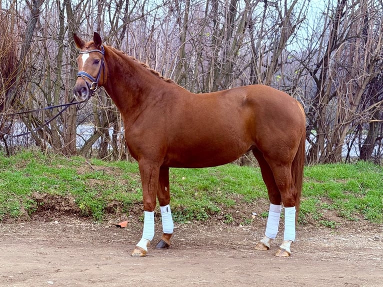 Koń hanowerski Klacz 5 lat 166 cm Kasztanowata in Grevenbroich