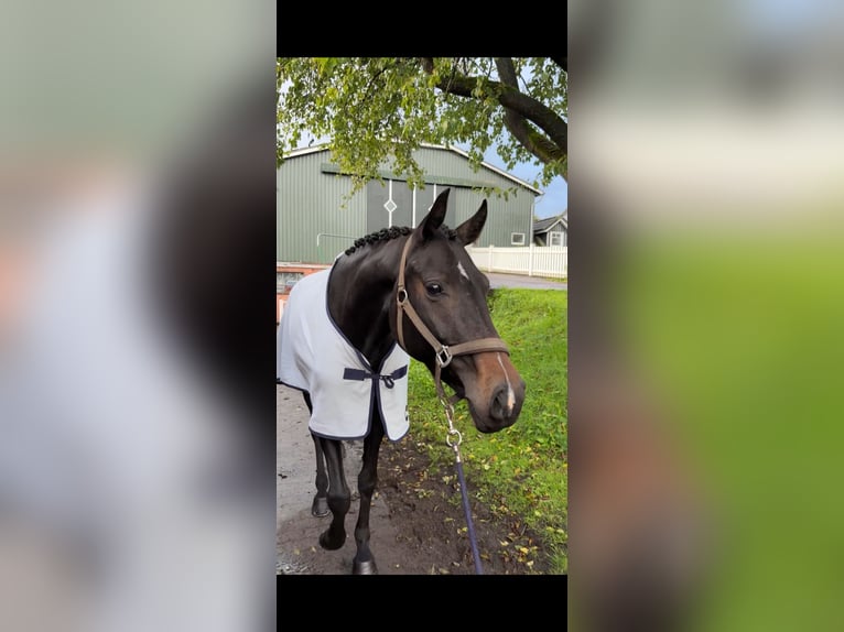 Koń hanowerski Klacz 5 lat 166 cm Skarogniada in Lindewitt