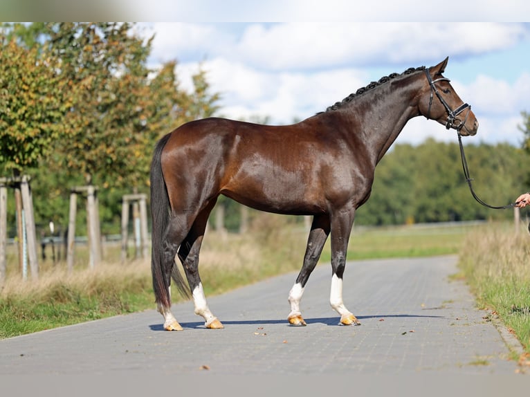 Koń hanowerski Klacz 5 lat 167 cm Ciemnogniada in Loewenberger Land