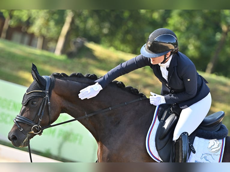 Koń hanowerski Klacz 5 lat 167 cm Ciemnogniada in Thalheim bei Wels