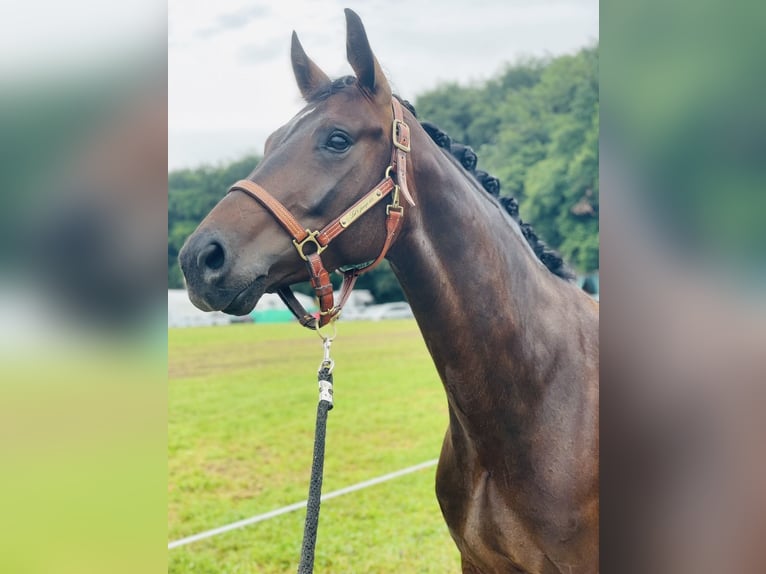 Koń hanowerski Klacz 5 lat 167 cm Ciemnogniada in Thalheim bei Wels