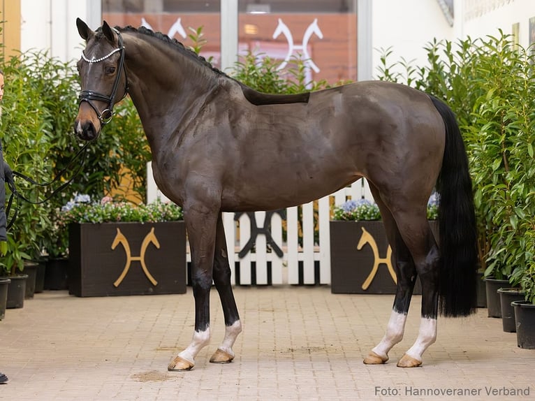 Koń hanowerski Klacz 5 lat 167 cm Ciemnogniada in Verden