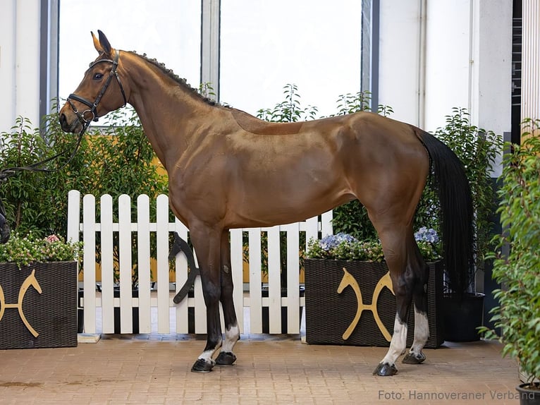 Koń hanowerski Klacz 5 lat 167 cm Gniada in Verden