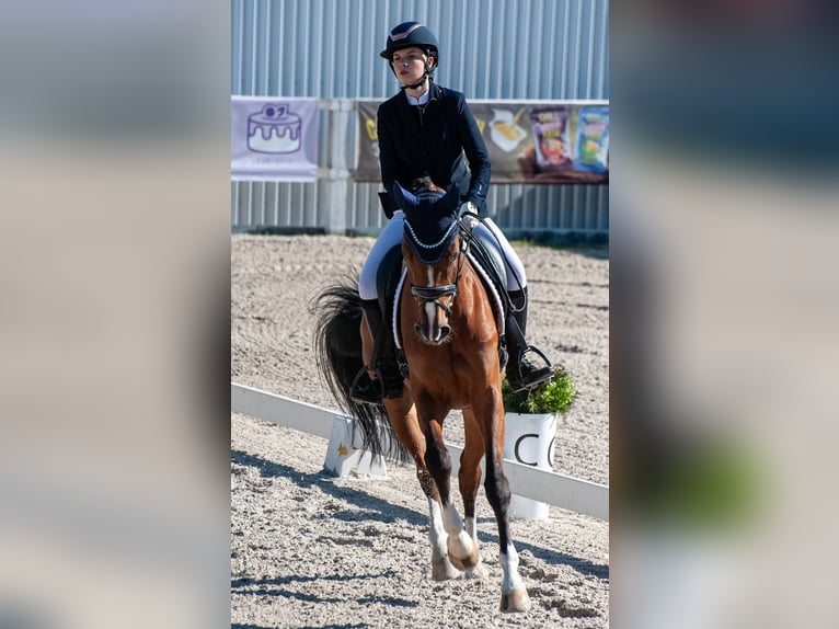 Koń hanowerski Klacz 5 lat 167 cm Gniada in Dnipro