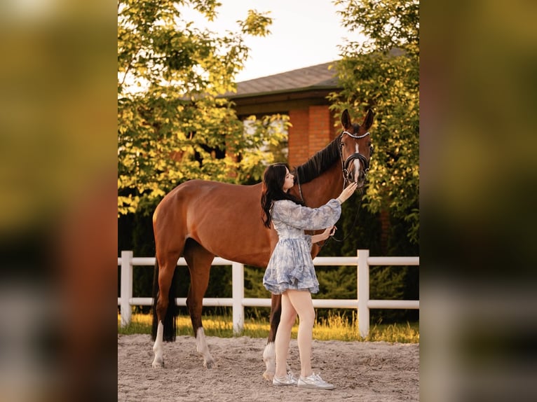 Koń hanowerski Klacz 5 lat 167 cm Gniada in Dnipro