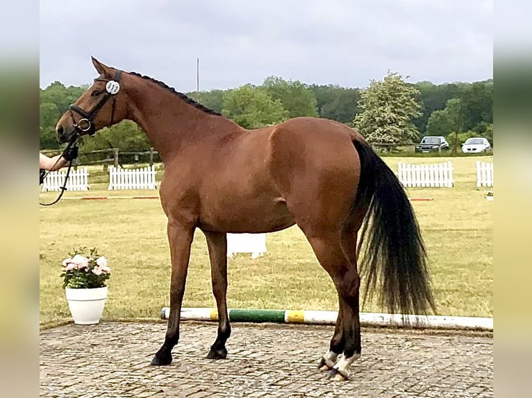 Koń hanowerski Klacz 5 lat 167 cm Gniada in Walsrode