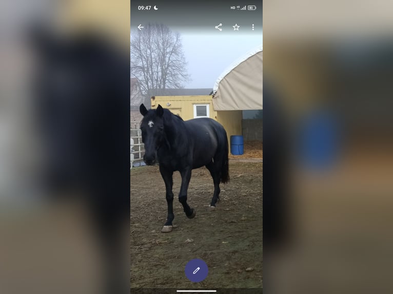 Koń hanowerski Klacz 5 lat 167 cm Kara in M&#xFC;geln