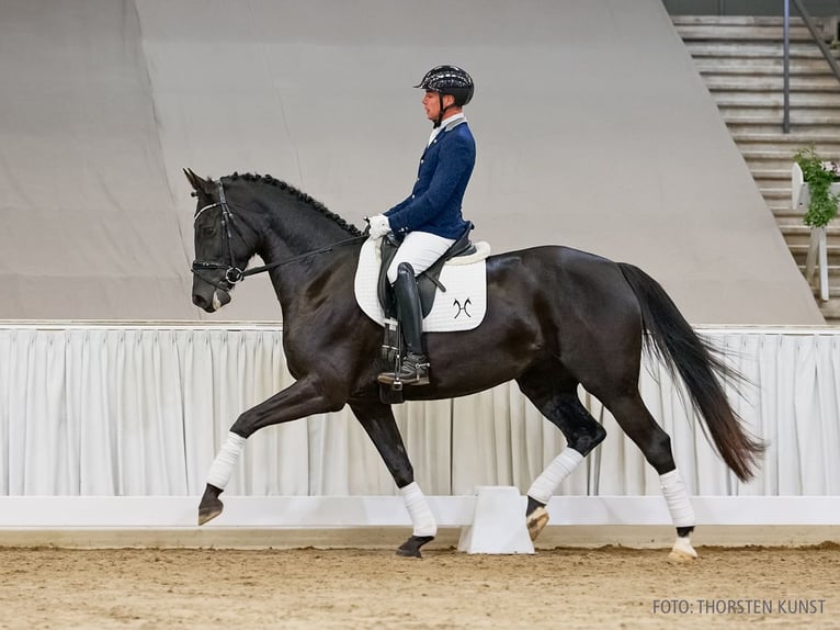 Koń hanowerski Klacz 5 lat 167 cm Kara in Verden