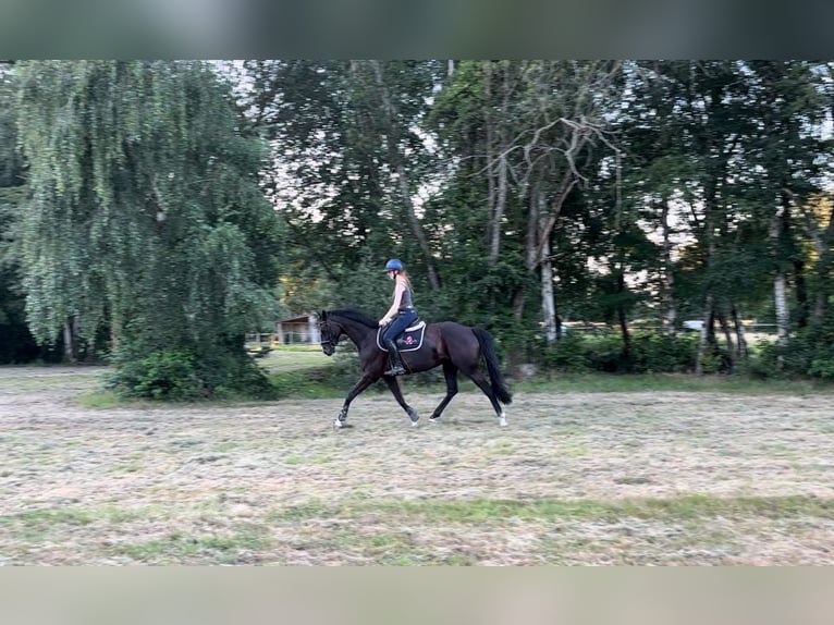Koń hanowerski Klacz 5 lat 167 cm Kara in Wiefelstede
