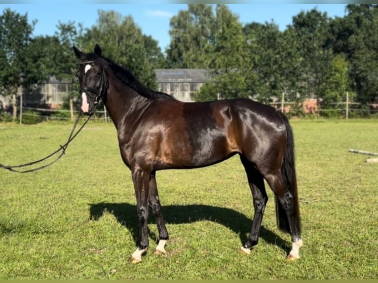 Koń hanowerski Klacz 5 lat 167 cm Kara in Wiefelstede