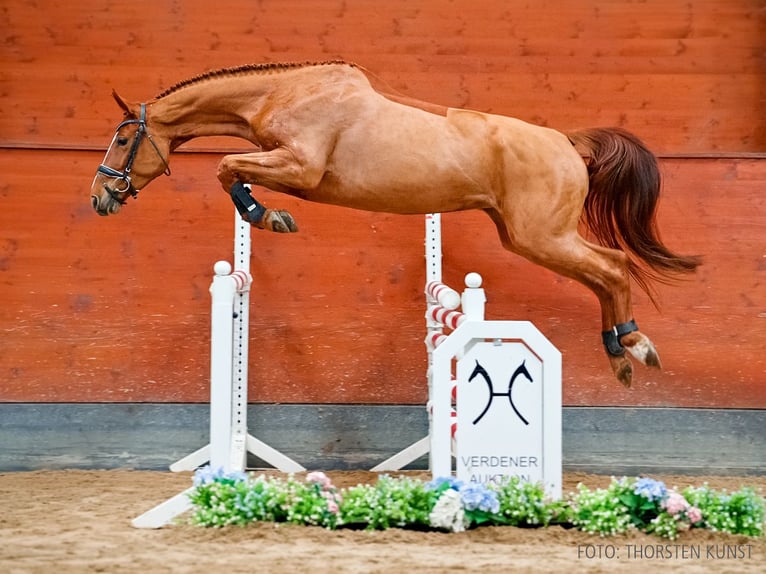 Koń hanowerski Klacz 5 lat 167 cm Kasztanowata in Verden