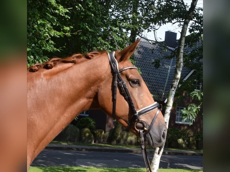 Koń hanowerski Klacz 5 lat 167 cm Kasztanowata in Fredenbeck