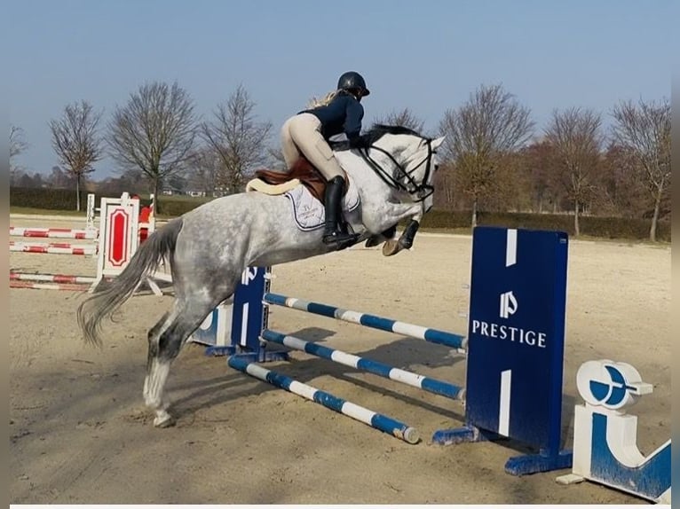 Koń hanowerski Klacz 5 lat 167 cm Siwa in Oststeinbek
