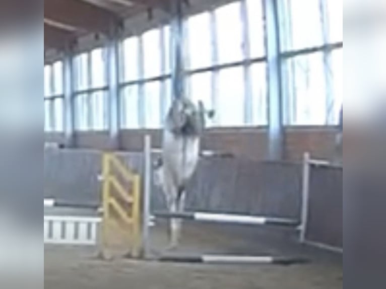 Koń hanowerski Klacz 5 lat 167 cm Siwa in Oststeinbek