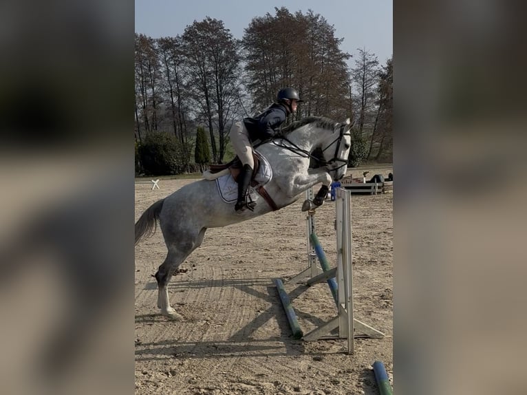 Koń hanowerski Klacz 5 lat 167 cm Siwa in Oststeinbek