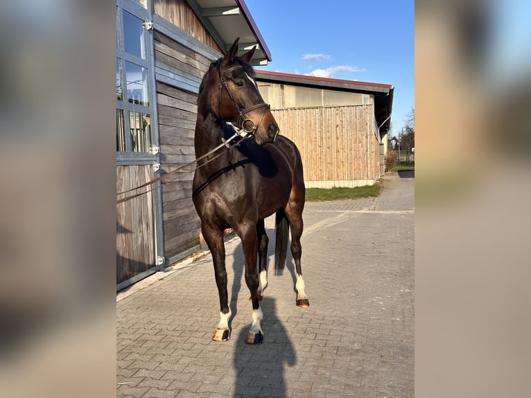 Koń hanowerski Klacz 5 lat 168 cm Ciemnogniada in Leipzig