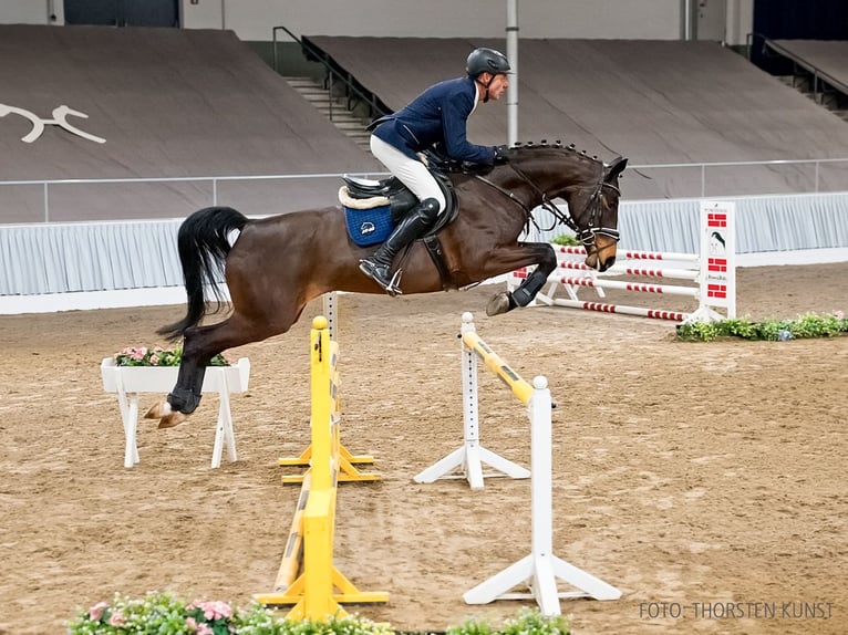 Koń hanowerski Klacz 5 lat 168 cm Gniada in Verden