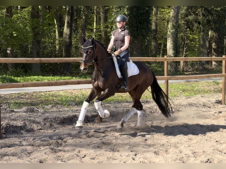 Koń hanowerski Klacz 5 lat 168 cm Gniada in Alfstedt