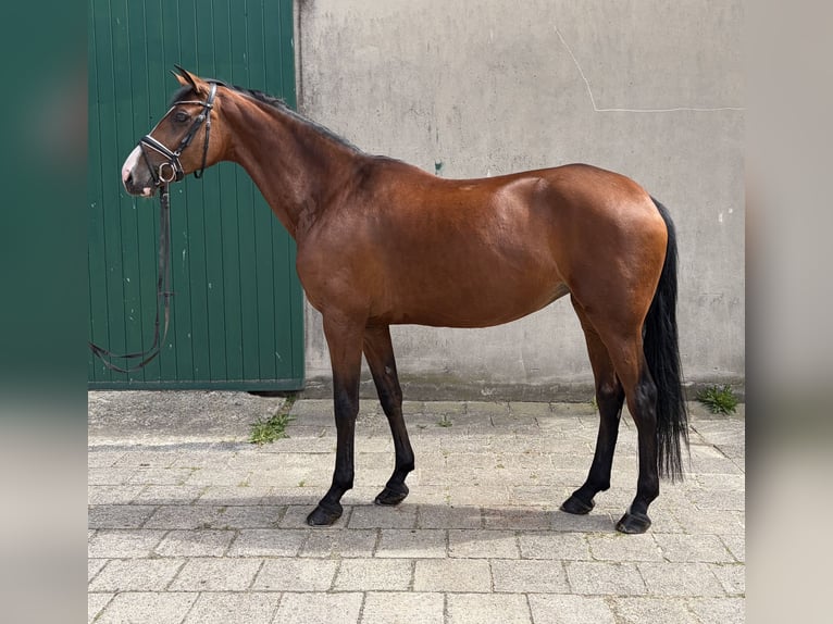 Koń hanowerski Klacz 5 lat 168 cm Gniada in Neuhaus an der Oste