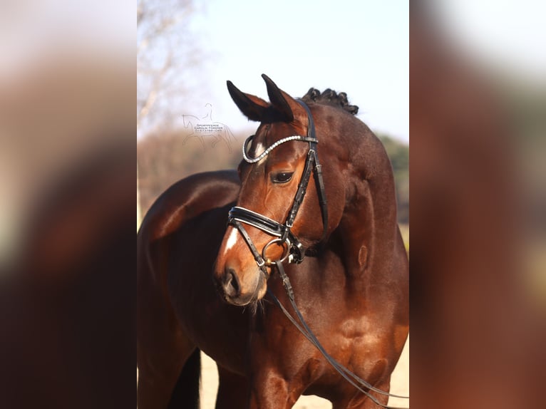 Koń hanowerski Klacz 5 lat 168 cm Gniada in Reeßum