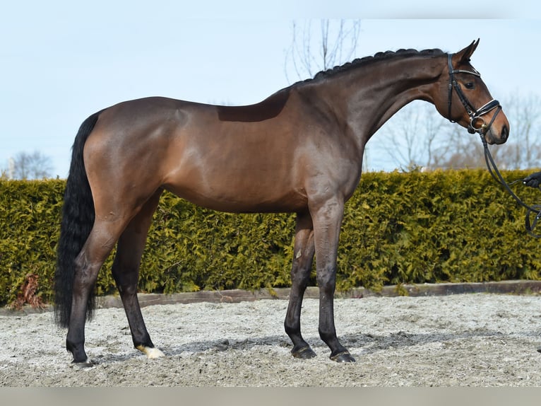 Koń hanowerski Klacz 5 lat 168 cm Gniada in Tiddische13