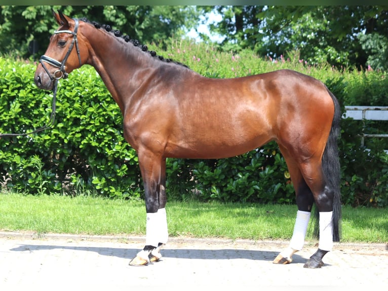 Koń hanowerski Klacz 5 lat 168 cm Gniada in Selsingen