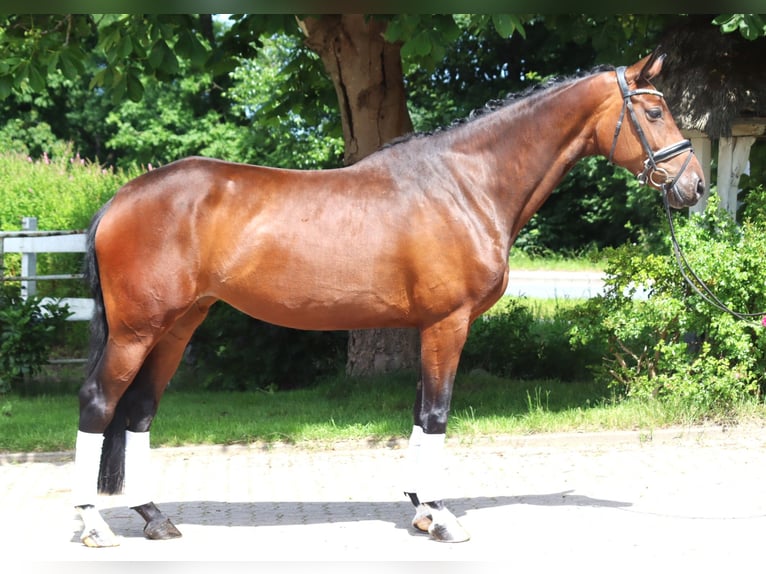 Koń hanowerski Klacz 5 lat 168 cm Gniada in Selsingen