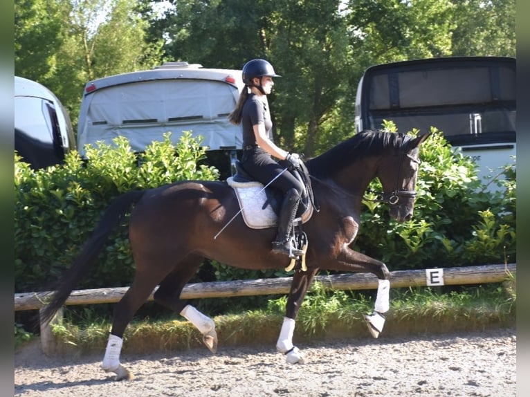 Koń hanowerski Klacz 5 lat 168 cm Kara in Neuss