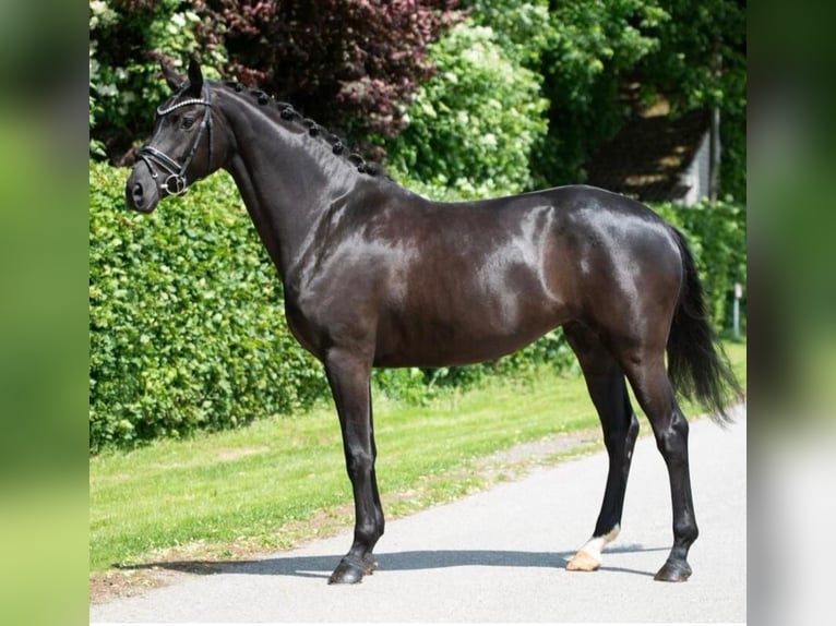 Koń hanowerski Klacz 5 lat 168 cm Kara in Paderborn