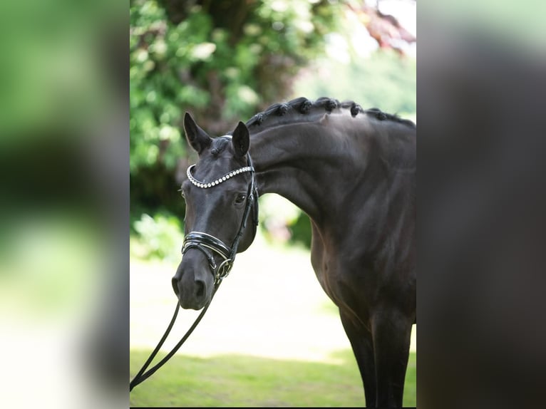 Koń hanowerski Klacz 5 lat 168 cm Kara in Paderborn