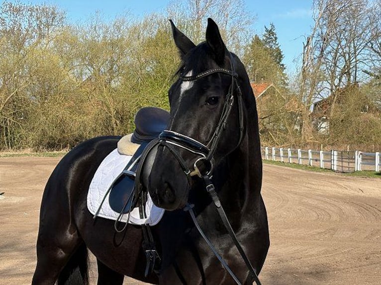 Koń hanowerski Klacz 5 lat 168 cm Kara in Verden (Aller)