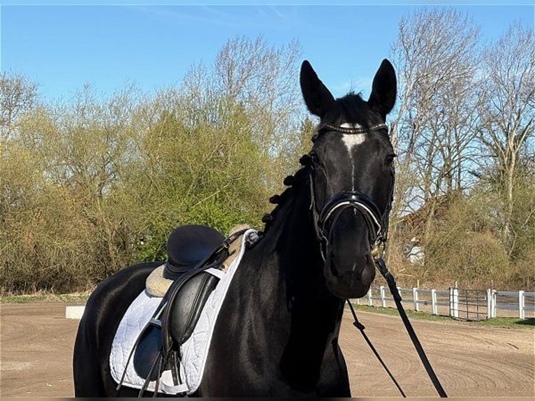 Koń hanowerski Klacz 5 lat 168 cm Kara in Verden (Aller)