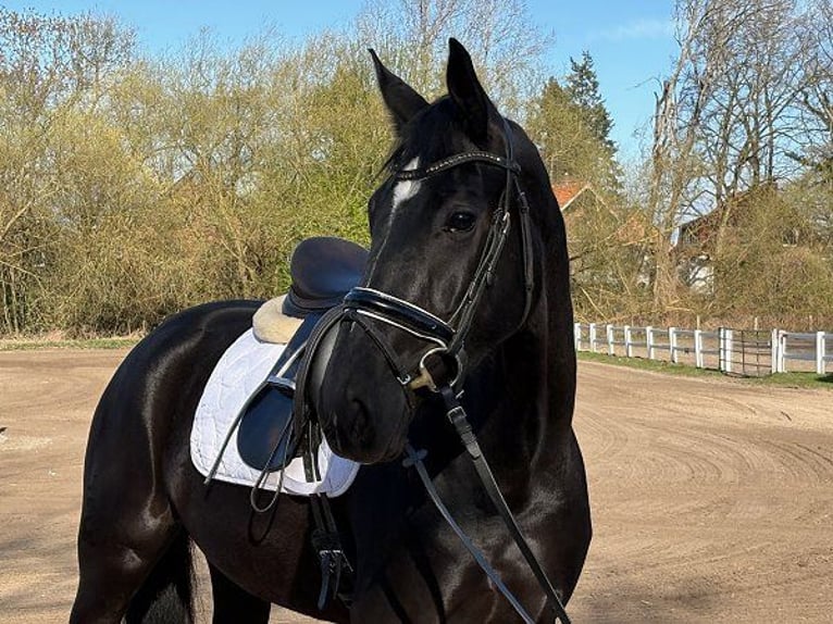 Koń hanowerski Klacz 5 lat 168 cm Kara in Verden (Aller)