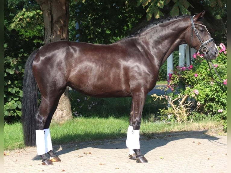 Koń hanowerski Klacz 5 lat 168 cm Kara in Selsingen