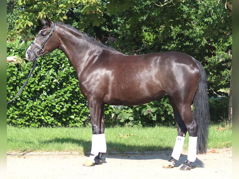 Koń hanowerski Klacz 5 lat 168 cm Kara in Selsingen
