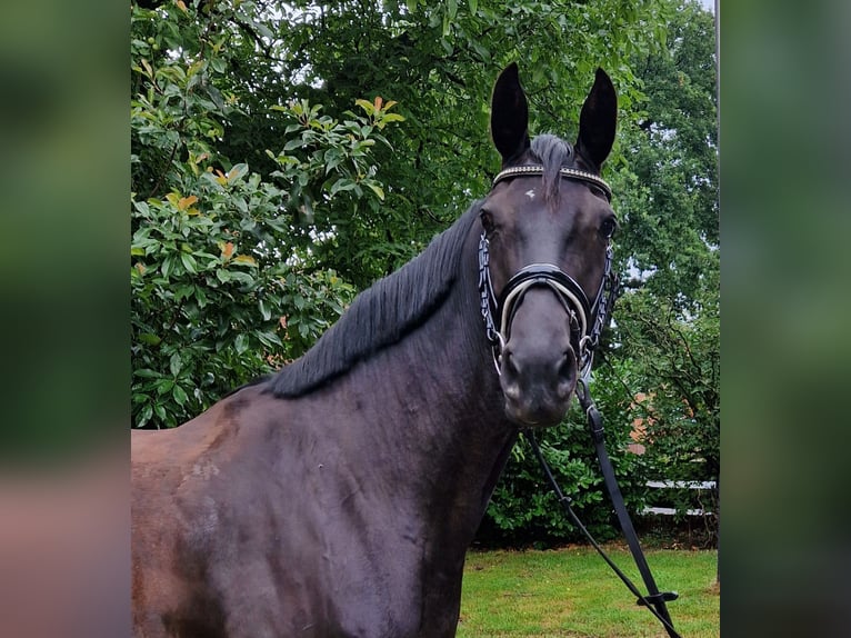 Koń hanowerski Klacz 5 lat 168 cm Kara in Langenhagen
