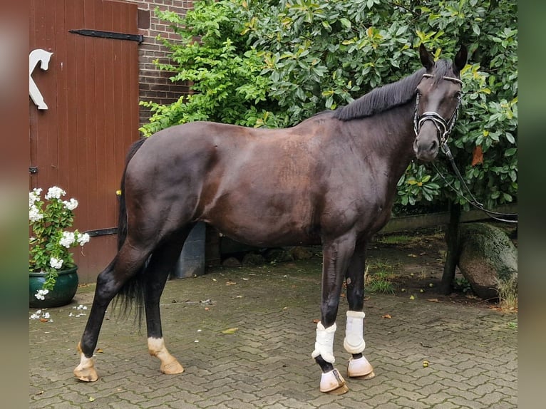 Koń hanowerski Klacz 5 lat 168 cm Kara in Langenhagen