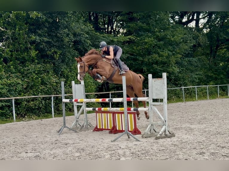 Koń hanowerski Klacz 5 lat 168 cm Kasztanowata in WermelskirchenWermelskirchen