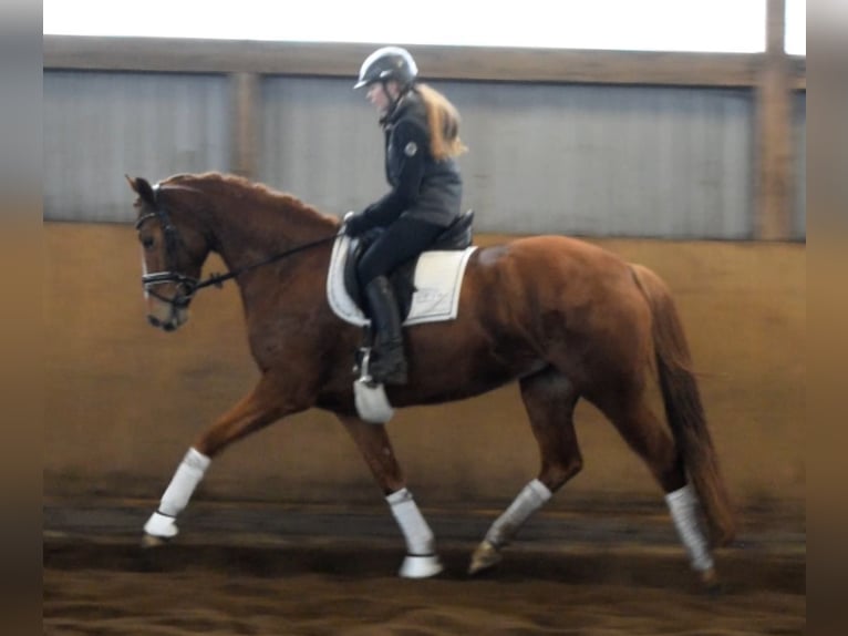 Koń hanowerski Klacz 5 lat 168 cm Kasztanowata in Fredenbeck