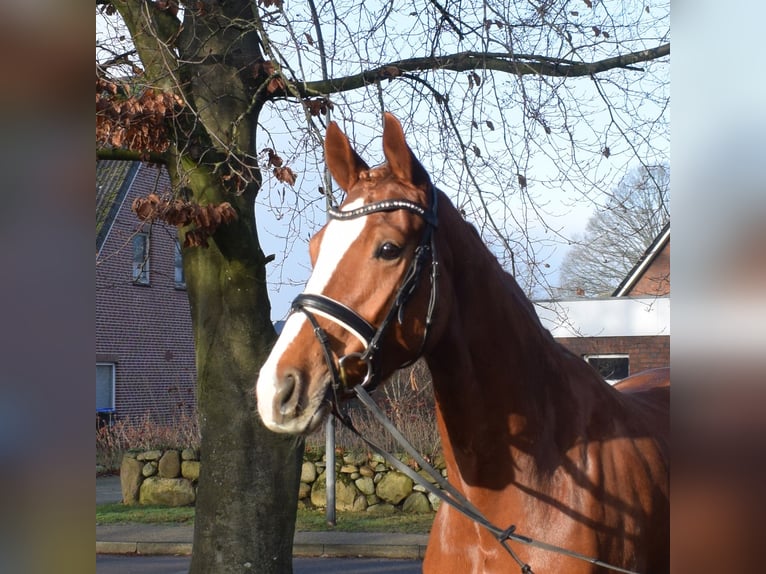 Koń hanowerski Klacz 5 lat 168 cm Kasztanowata in Fredenbeck