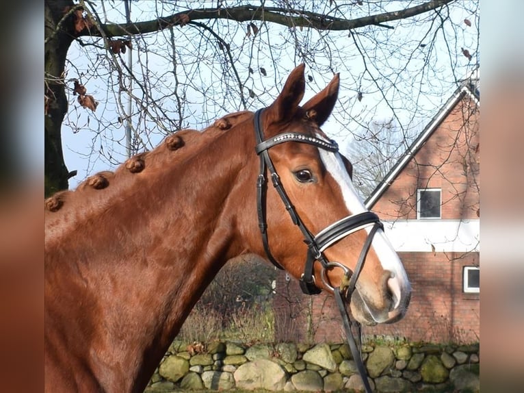 Koń hanowerski Klacz 5 lat 168 cm Kasztanowata in Fredenbeck