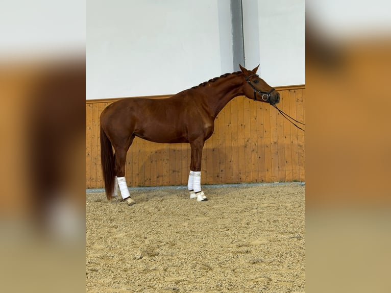 Koń hanowerski Klacz 5 lat 168 cm Kasztanowata in Przyborowice Górne