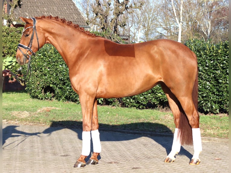 Koń hanowerski Klacz 5 lat 168 cm Kasztanowata in Selsingen