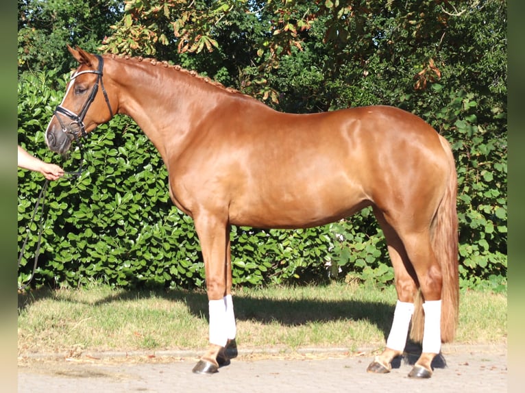 Koń hanowerski Klacz 5 lat 168 cm Kasztanowata in Selsingen