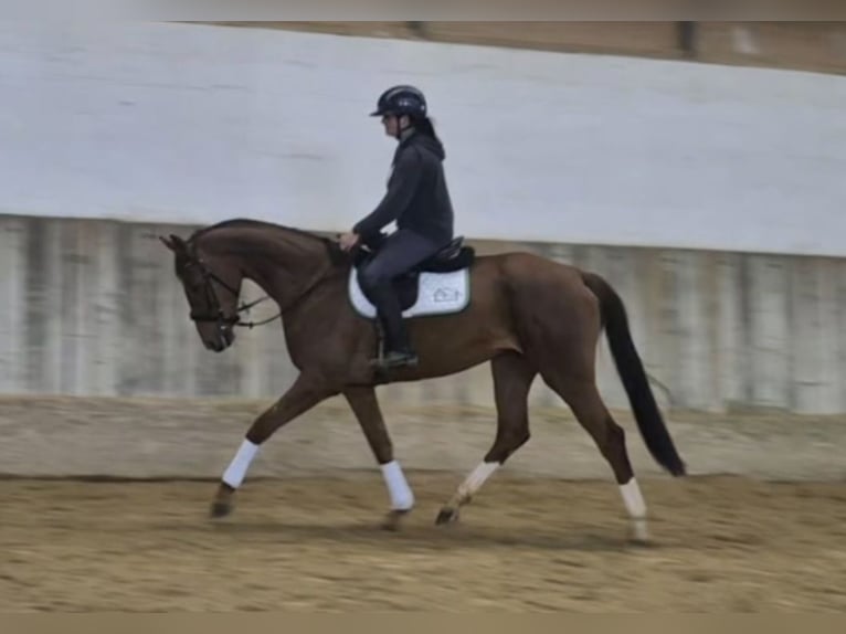 Koń hanowerski Klacz 5 lat 168 cm Kasztanowata in Arnegg