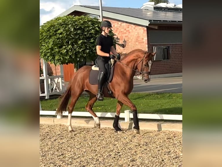 Koń hanowerski Klacz 5 lat 168 cm Kasztanowata in Coesfeld